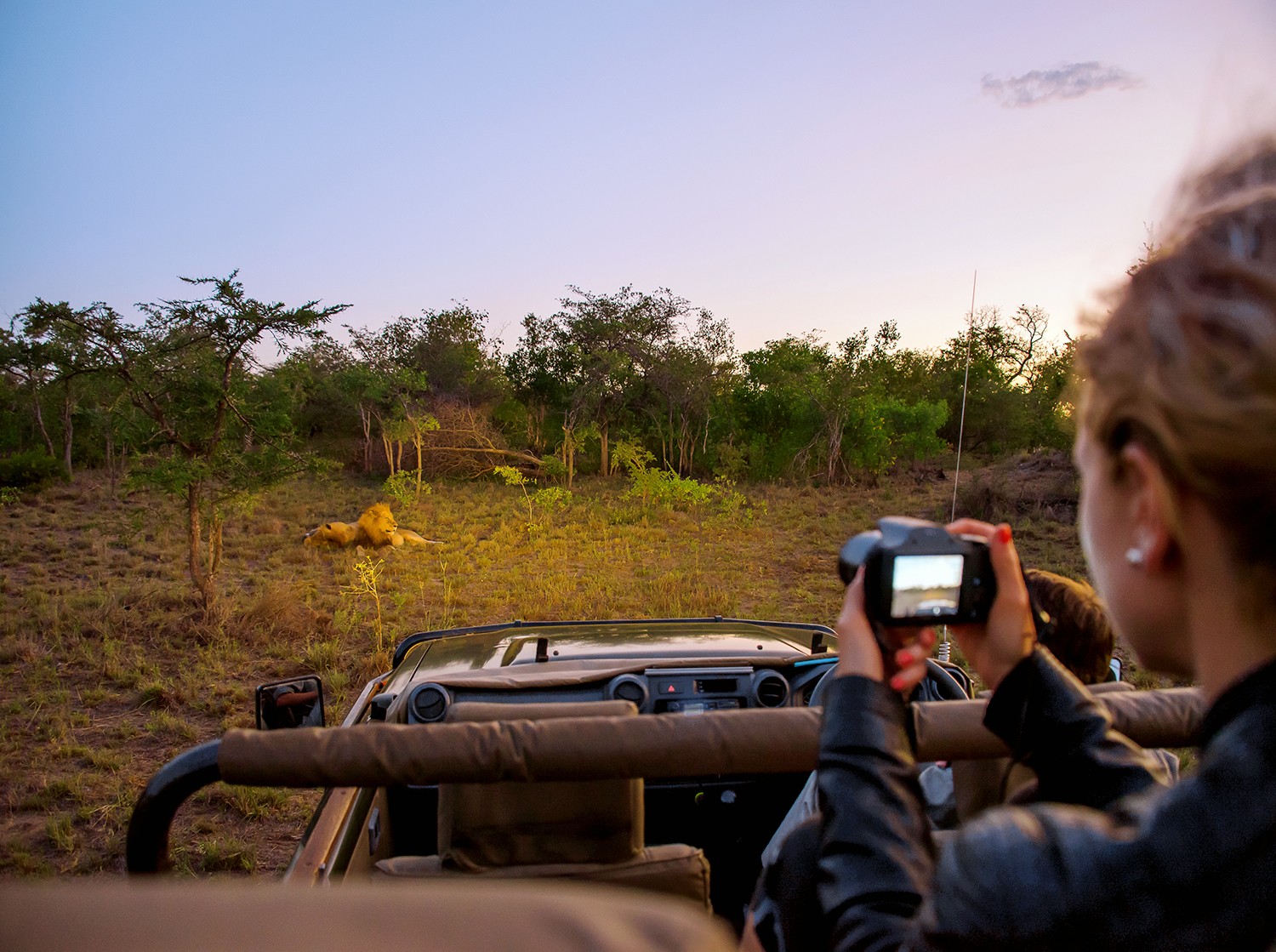Safaris épiques en Afrique du Sud :ce qu il faut savoir avant de partir 